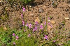 Ixia scillaris scillaris