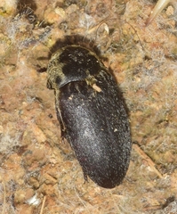 Dermestes frischii