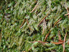 Plagiothecium curvifolium