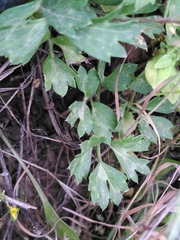 Ranunculus asiaticus