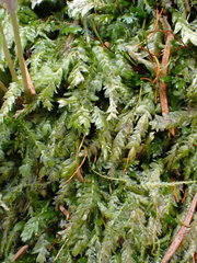 Plagiothecium curvifolium