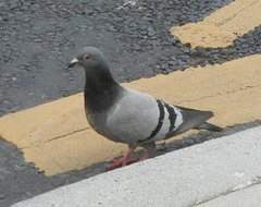 Columba livia domestica