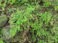 Adiantum poiretii