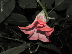 Brugmansia sanguinea