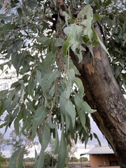 Eucalyptus