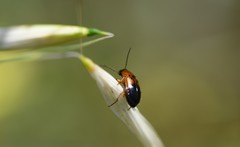 Stenolophus teutonus