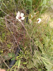 Ranunculus asiaticus