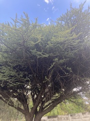 Vachellia karroo