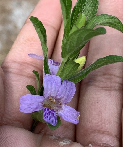 Dyschoriste oblongifolia image
