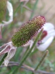 Ranunculus asiaticus