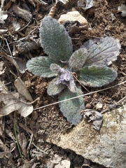 Ajuga orientalis