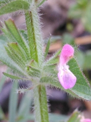 Salvia viridis