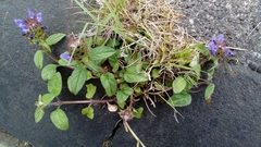 Prunella vulgaris