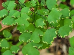 Adiantum poiretii