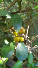 Ficus natalensis