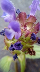 Prunella vulgaris