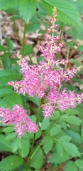 Astilbe