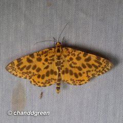 Epobeidia tigrata tigrata