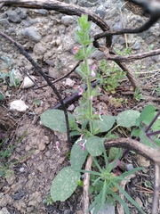 Salvia viridis