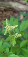 Astilbe