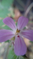 Geranium robertianum