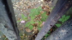 Geranium robertianum