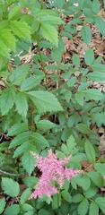 Astilbe