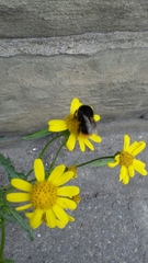 Bombus