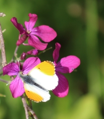 Anthocharis cardamines