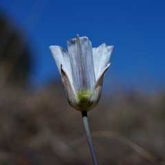 Calochortus ambiguus