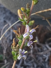 Wahlenbergia tenella
