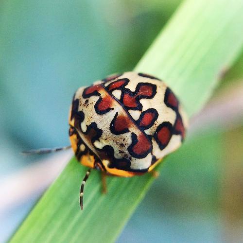 Brownspotted Shield Bug