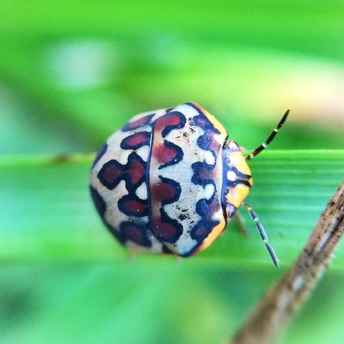 Brownspotted Shield Bug