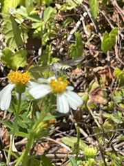 Dielis trifasciata