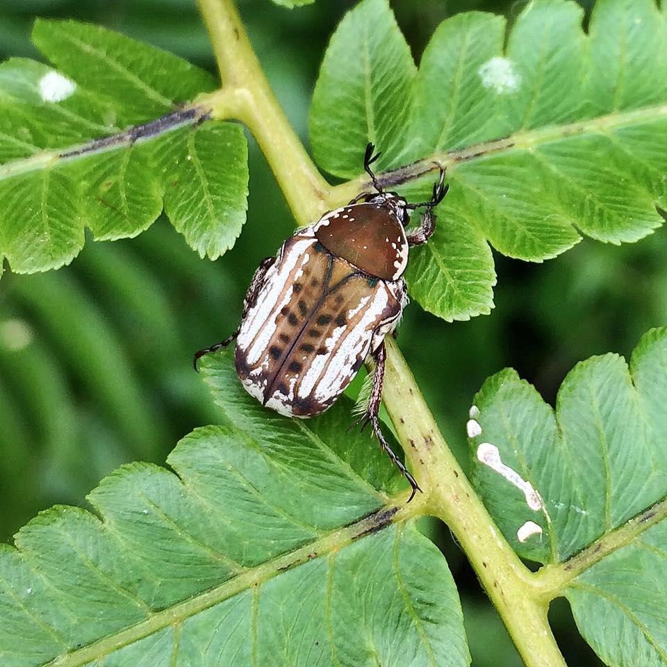 Eastern Variable Fruit Chafer
