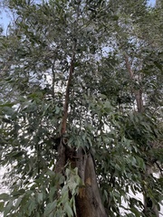 Eucalyptus