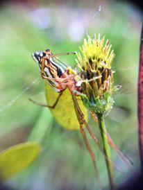 Masked Vlei Spider photo 3