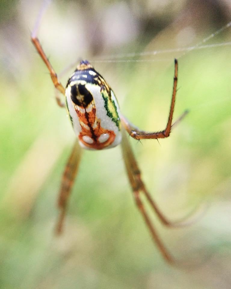 Masked Vlei Spider