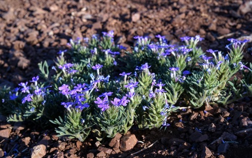 Image of Broad-Lobe Mock Vervain (Glandularia latilobata) by (c) Andrew Tree, some rights reserved (CC BY)