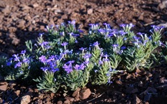 Glandularia latilobata