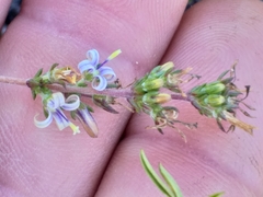 Wahlenbergia tenella