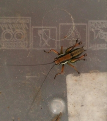 Eupholidoptera schmidti