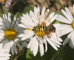 Asproparthenis punctiventris