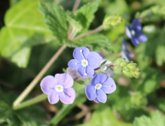 Veronica chamaedrys