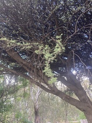Vachellia karroo
