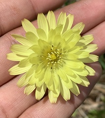 Pyrrhopappus carolinianus image
