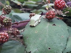 Hyla intermedia perrini