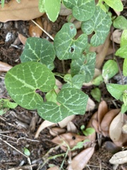 Aristolochia fimbriata