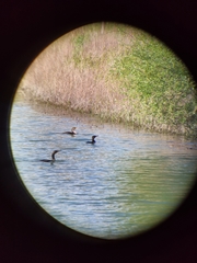 Phalacrocorax carbo
