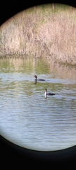 Phalacrocorax carbo